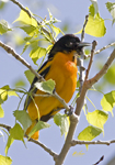 Orioles